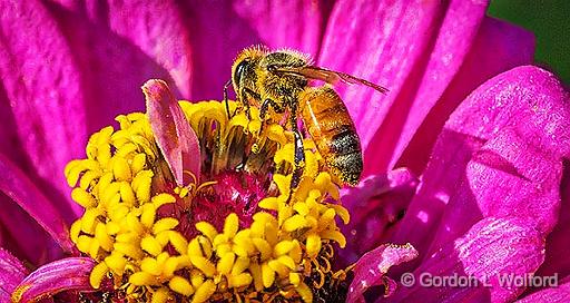 Busy Bee On A Pink & Yellow Flower_P1180234.jpg - Photographed at the Ornamental Gardens in Ottawa, Ontario, Canada.